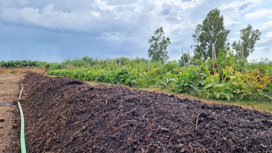 Kompostanlage Biocyclic Park P.C. Kalamata, frischer Komposthügel, Juni 2023