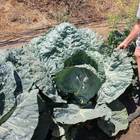 Gigantischer Weißkohl, ebenfalls kultiviert auf Biozyklischer Humuserde